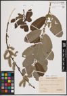 Foto von Salix aurita L. x Salix caprea L. x Salix cinerea L.